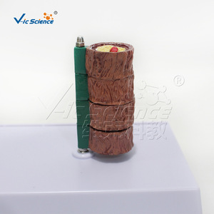 Modèle vasculaire à quatre segments ; Aide pédagogique pour l'enseignement de l'anatomie vasculaire humaine ; Modèle pédagogique et de formation pour les écoles de médecine et d'infirmières. - Product Image 2