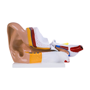 Modèle d'anatomie de l'oreille médicale 3x Structure du système de l'oreille interne moyenne externe Modèle de structure de l'oreille externe humaine Recours de formation - Product Image 3