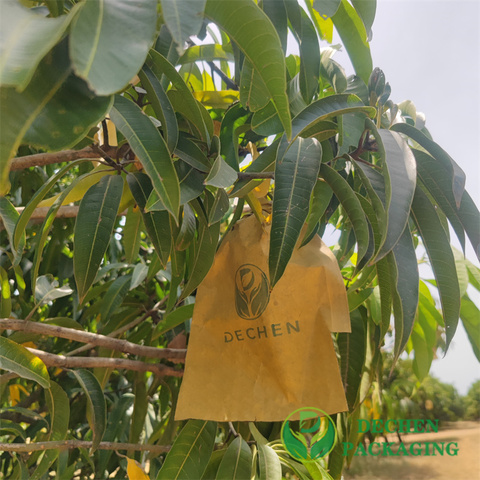 Mango Covering Bags Mango Covering Bags