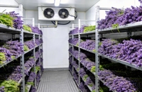 Cámara Frigorífica de Gran Capacidad para Floristería, Cuarto Frío para Almacenamiento de Flores