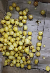 เครื่องแยกก้านเชอร์รี่ขนาดใหญ่ กำลังการผลิต 2 ตัน/ชม. เครื่องแยกก้านเชอร์รี่ เครื่องลอกก้านเชอร์รี่ - Product Image 6