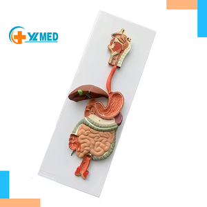 Enseignement et formation du modèle anatomique en PVC du modèle du système digestif humain pour l'enseignement médical - Product Image 1