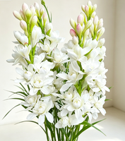 Bulbos de Tuberosa de Doble Flor y Múltiples Cabezas, Polianthes Tuberosa Blanca Fragante para Jardinería y Paisajismo, Venta al por Mayor
