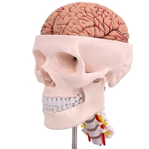 Modelo de cráneo <span class=keywords><strong>humano</strong></span> de tamaño real desmontable con 8 partes modelo de cerebro y vértebra cervical - Product Image 1