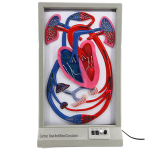 Modèle de rythme cardiaque et de circulation sanguine, équipement d'expérimentation biologique, aide pédagogique électrique pour démonstration dynamique, pour les jeunes. - Product Image 1