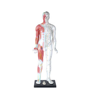 Modèle de corps chinois masculin, pour <span class=keywords><strong>Acupuncture</strong></span> méridiens et Points uniques - Product Image 4