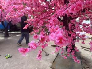 Arbre artificiel de fleurs de pêcher pour décorations intérieures et extérieures de Noël, de Pâques, pour centres commerciaux, hôtels, mariages - Cerisier - Product Image 5
