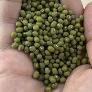 Xuất Khẩu Đậu Xanh Cấp Mầm Cho Thị Trường Việt Nam - Product Image 3