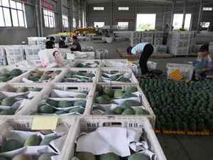 Pengiriman Cepat Mangga Sichuan Segar Manis dan Berair dengan Rasa yang Kaya Camilan Sehat Berkualitas Alami - Product Image 6