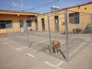 Rumah anjing peliharaan besar kualitas tinggi pemasangan mudah dalam ruangan dan luar ruangan rumah anak anjing kandang hewan peliharaan untuk dijual (XMR) - Product Image 4