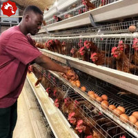 Cages à volailles de type A à 3 niveaux, haute résistance à la corrosion, pour élevages de poulets pondeurs aux Philippines