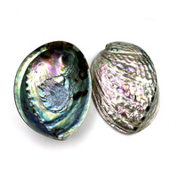 Coquillages d'ormeau polies artisanales naturelles en gros, bijoux en Paua, énergie curative, coquillages marins bruts, décoration de boutique à vendre à bas prix