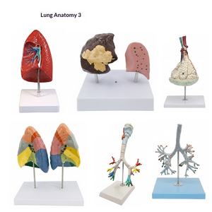 Matériel pédagogique pour le système respiratoire : Throat Heart Lungs, Segments pulmonaires codés par couleur, Structure des organes internes, Poumons malades, Modèle humain - Product Image 1