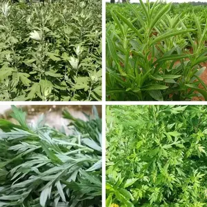 Opération facile Machine de séparation de tiges de feuilles Séparateur multifonctionnel de tiges et de feuilles Séparateur à base de plantes vertes avec des prix bon marché - Product Image 6