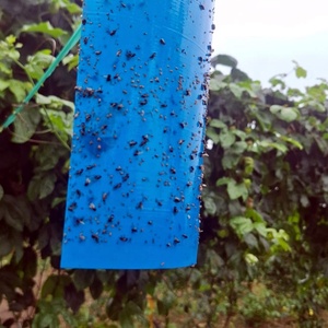 Piège adhésif imperméable de 7,88 x 3,94 pouces pour la ferme, plaque de colle double face pour insectes, pour mouches des fruits/mouches blanches/thrips - Product Image 2