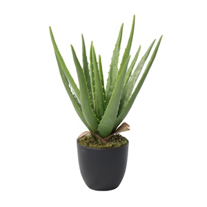 Planta Suculenta Artificial <span class=keywords><strong>de</strong></span> Aloe <span class=keywords><strong>Vera</strong></span>, Pequeña, <span class=keywords><strong>de</strong></span> Plástico, <span class=keywords><strong>de</strong></span> Alta Simulación, Precio Económico <span class=keywords><strong>de</strong></span> Fábrica China, Decoración <span class=keywords><strong>de</strong></span> Escritorio para Pascua - Product Image 1