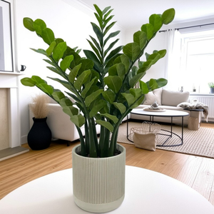 Planta Artificial de Plástico Realista Zamiifolia, Preço Acessível, para Decoração de Ambientes - Product Image 4