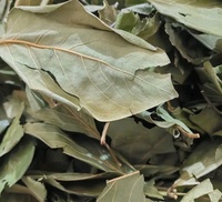 Feuilles de Kaki (Shi Ye Kaki Folium Persimmon Leaf) – Matériaux Herbacés Chinois de Haute Qualité – Produits Alimentaires Sains – Feuilles Séchées – Épices pour Régime