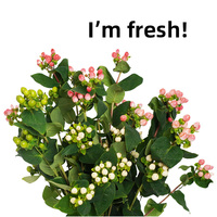 Langsung Dari Yunnan Bunga Segar Hypericum 50cm Merah Hijau Pesan Sampel Cepat Hypericum untuk Pesta