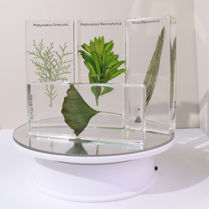Vendita calda 4 tipo di piante acrilico Gymnosperm resina campione di insegnamento risorsa per la scuola superiore - Product Image 2