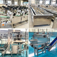 Machine industrielle automatique de décorticage et de séparation des bulbes de gingembre et d'ail, et ligne de production en Égypte