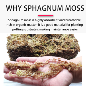 Musgo Sphagnum Estéril de Fibra Larga, Ecológico y Moderno para Proyectos de Manualidades, Modelismo, Detalles, Terrarios de Serpientes y Soporte para Plantas - Product Image 6