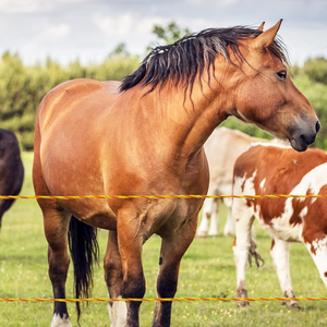 Cercas Electrónicas para Granjas, Alambre para Cercas <span class=keywords><strong>de</strong></span> Ganado, Cercas <span class=keywords><strong>de</strong></span> Polialambre para Ovejas, Vacas, Granjas o Terrenos <span class=keywords><strong>de</strong></span> Pastoreo - Product Image 1