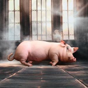 หมอนตุ๊กตาหมูเหมือนจริง ขนาด 15 40 60 80 ซม. ของเล่นสัตว์จำลอง แมว สุนัข ตุ๊กตานุ่มนิ่ม สำหรับเด็ก ของขวัญงานปาร์ตี้ ใช้ได้ทั้งชายหญิง ไส้ใยโพลีเอสเตอร์ - Product Image 4