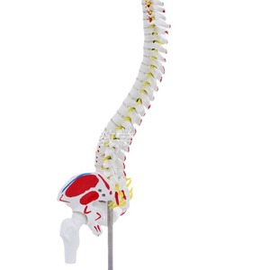 Modèle de colonne vertébrale humaine de 45 cm avec coloration musculaire, points d'origine et d'insertion musculaires, exercice de positionnement osseux, modèle de colonne vertébrale, cervicales - Product Image 1