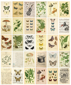 Lot de 30 : Kit de <span class=keywords><strong>collage</strong></span> mural vintage, impressions d'art, impressions illustrées, cartes postales végétales, cartes champignons, collection murale <span class=keywords><strong>photo</strong></span> esthétique - Product Image 6