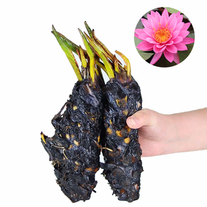 Nymphaea 'Zi Li' - Une <span class=keywords><strong>plante</strong></span> aquatique adaptée aux bassins de jardin et aux serres - Nénuphar 'Zi Li' - Product Image 1