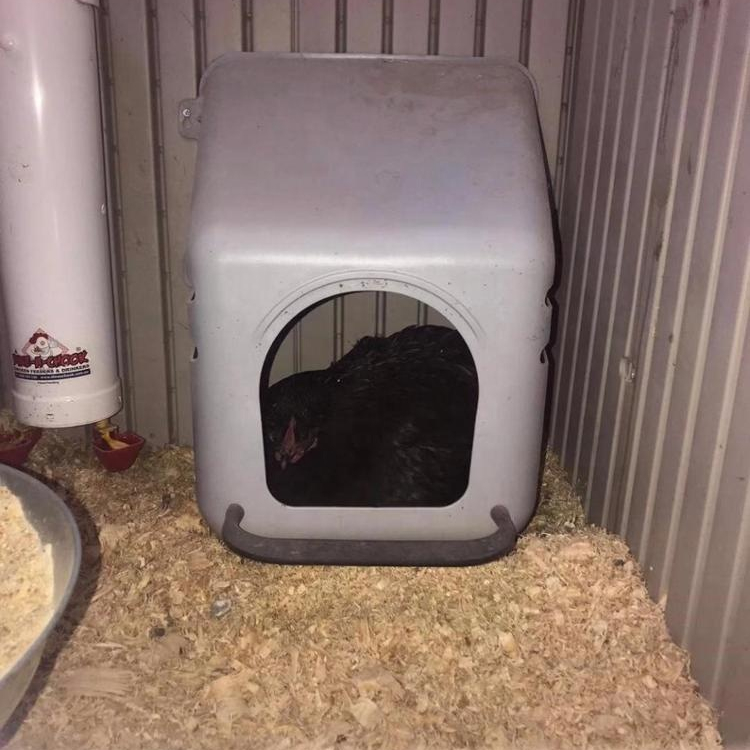 Пластиковое куриное гнездо, Прямая поставка с завода, гнездо для укладки курицы