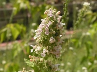 Vente en gros de cataire KAIYANGE NEPETA CATARIA LEAF TEA Nepeta cataria L. PLANTES ENTIÈRES MAO BO HE MENTHE Croissance de tiges de thé en feuilles naturelles