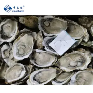 Sinocharm Seafood Bulk Oyster 10-12CM Frozen Half Shell Pacific Oyster Frozen Oyster in Shell From China