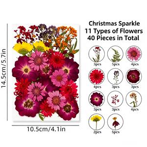 ชุดดอกไม้แห้งอัดเม็ดขนาดใหญ่ สีผสม สำหรับตกแต่งเคสมือถือ ที่คั่นหนังสือ ทำเอง ได้โดยตรงจากโรงงาน - Product Image 5