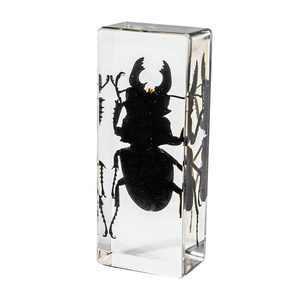 Mô hình giảng dạy sinh học: Côn trùng bảo quản trong nhựa acrylic để quan sát mẫu vật động vật trong trường học và <span class=keywords><strong>l</strong></span>ớp học - Product Image 3