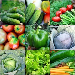 สารควบคุมการเจริญเติบโตของพืชไซโตไคนินประสิทธิภาพสูง ผู้จัดจำหน่ายระดับมืออาชีพ พร้อมบริการสนับสนุนด้านเทคนิค COA/MSDS - Product Image 3