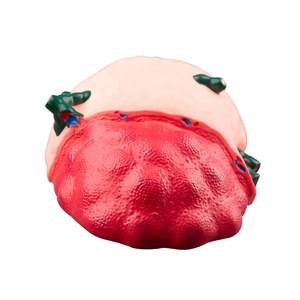 Modèle d'agrandissement de ganglion lymphatique en résine PVC robuste nouvel équipement éducatif - Product Image 3