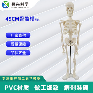 Modelos esqueléticos personalizados de 45 cm, modelos de enseñanza médica y modelos esqueléticos humanos para la enseñanza y equipos médicos. - Product Image 5