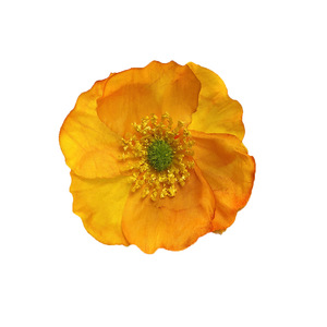 Têtes de fleurs de coquelicot artificielles de 7-8 cm de diamètre, style naturel, pour la photographie de mariage, la décoration de la maison - Product Image 3
