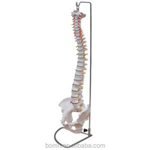 Vida tamaño columna vertebral humana <span class=keywords><strong>de</strong></span> la columna vertebral <span class=keywords><strong>de</strong></span> la pelvis modelo - Product Image 1