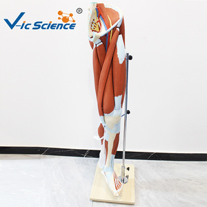 Modèle d'anatomie musculaire des membres inférieurs (13 parties), modèle pédagogique détachable des muscles de la jambe, modèle de démonstration pédagogique. - Product Image 1