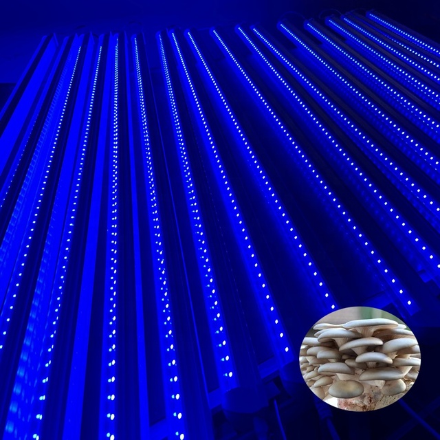High Power White 8000k 450nm 460nm Blue Waterproof Led Grow Light for Mushroom Farm Growth