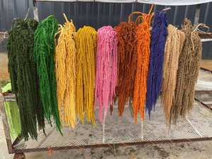 Flores Secas de Amaranto Preservado al Por Mayor, Suaves para Decoración de Bodas, Floristerías y Hogar para el Dí<span class=keywords><strong>a</strong></span> de San Valentín y Graduación - Product Image 2