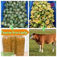 Juyou Hoge Efficiëntie Passievruchtenpulp Zaadafscheider Machine Passievrucht Pulpmachine Fruitpulp Zaadafscheider