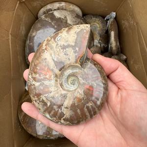 Vente en gros de pierre précieuse naturelle fossilisée d'ammonite fossile de conque <span class=keywords><strong>Nautilus</strong></span> pour la décoration de la maison spécimen minéral de fossiles d'escargot - Product Image 5