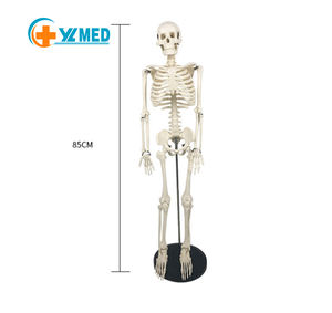 Modelo de <span class=keywords><strong>Esqueleto</strong></span> <span class=keywords><strong>Humano</strong></span> de PVC de 85 cm de Altura para Ciencias Médicas, Material de PVC, <span class=keywords><strong>Huesos</strong></span> Blancos, Imagen Clara e Intuitiva de los <span class=keywords><strong>Huesos</strong></span> - Product Image 6