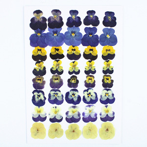 Kit de fleurs séchées pressées mixtes (pensées et violets cornés), herbarium de plantes naturelles pour loisirs créatifs, cadres photo et fabrication de résine - Product Image 1
