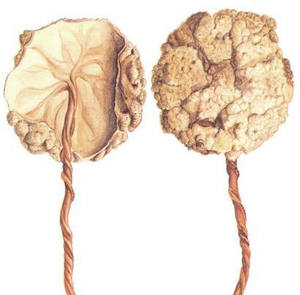 뜨거운 판매 고품질 양 태반 추출물 및 양 태반 플레이트 파우더 - Product Image 2