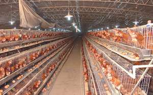 Additif alimentaire multi-minéraux et <span class=keywords><strong>vitamines</strong></span> <span class=keywords><strong>pour</strong></span> la prise de poids des <span class=keywords><strong>poules</strong></span> <span class=keywords><strong>pondeuses</strong></span> - Product Image 6